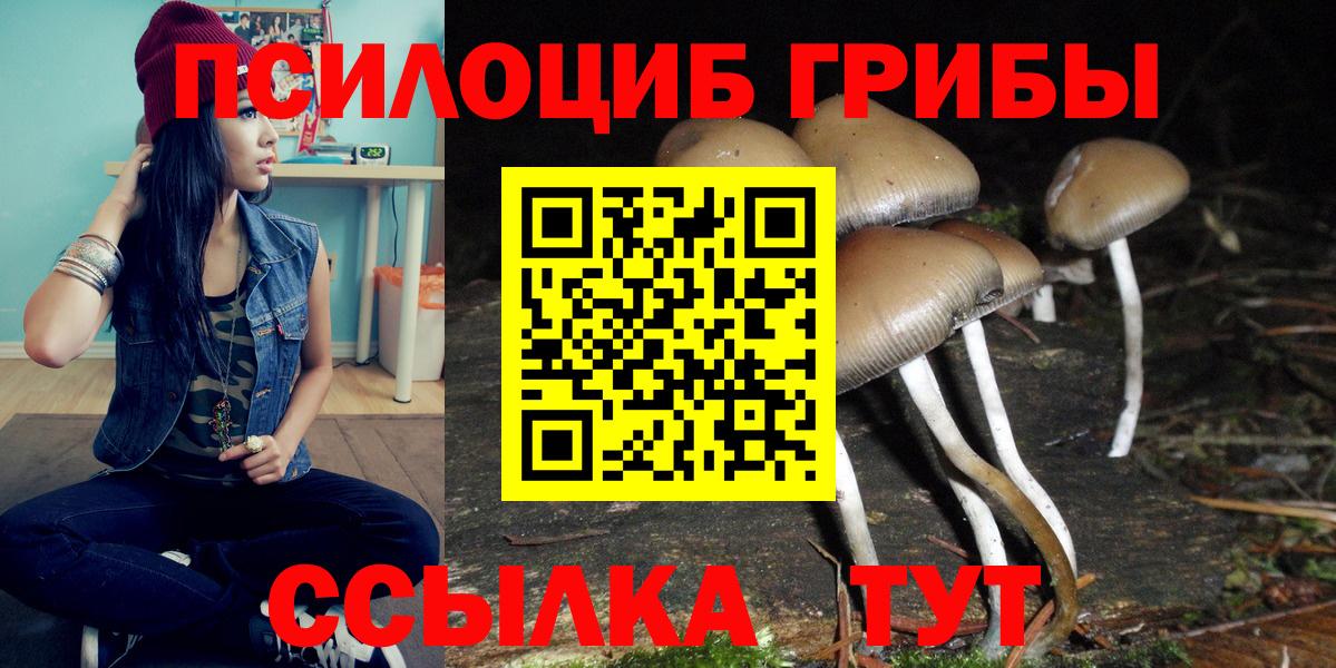 Псилоцибиновые грибы Cubensis Луга
